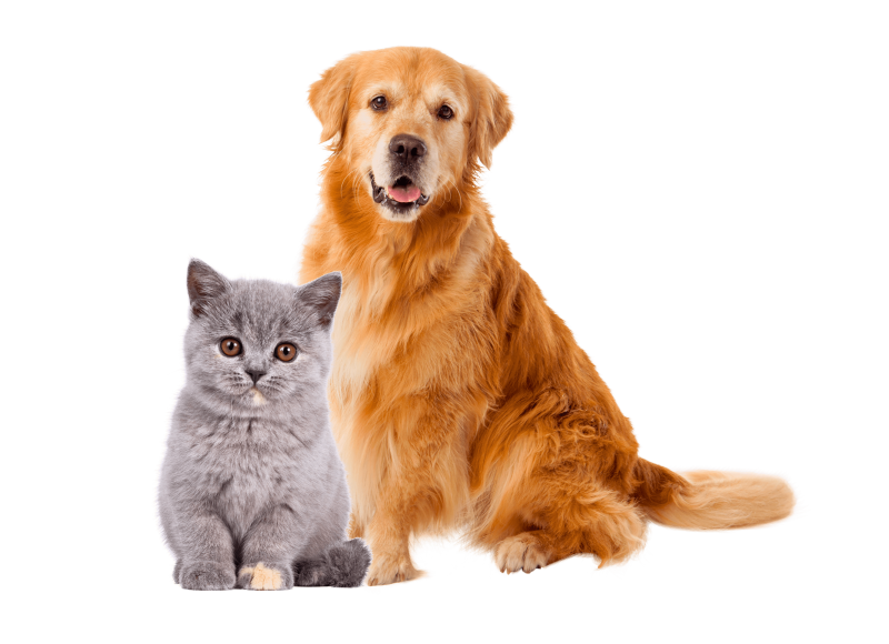 Xrays and Ultrasound